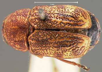 Media type: image; Entomology 8779   Aspect: habitus dorsal view